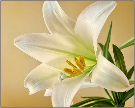 Easter Lily Flower - Free photo on Pixabay - Pixabay