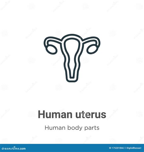 Human Uterus Outline Vector Icon Thin Line Black Human Uterus Icon