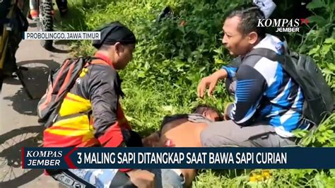 Kawanan Pencuri Hewan Ditangkap Saat Bawa Ekor Sapi Curian Video