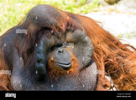 Image of a big male orangutan orange monkey. Wild Animals Stock Photo ...