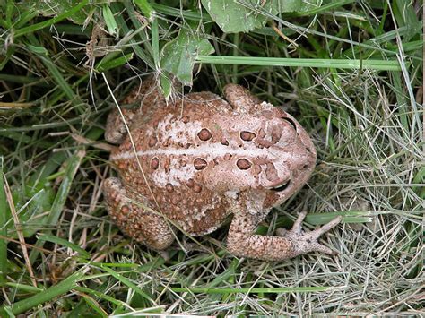 American Toad Habitat