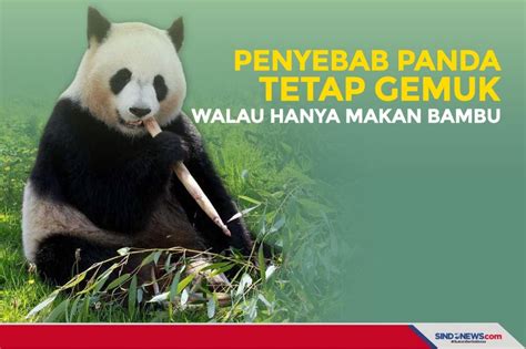 SINDOgrafis: Penyebab Panda Tetap Gemuk Walau Hanya Makan Bambu