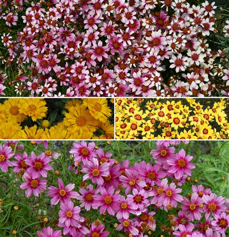 Coreopsis 'Multiple Varieties' | Garden Center Marketing