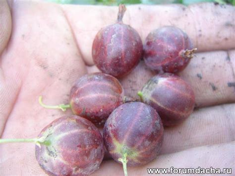 сорта крыжовника