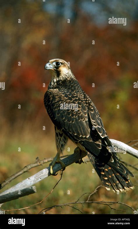 Peregrine Falcon Hi Res Stock Photography And Images Alamy