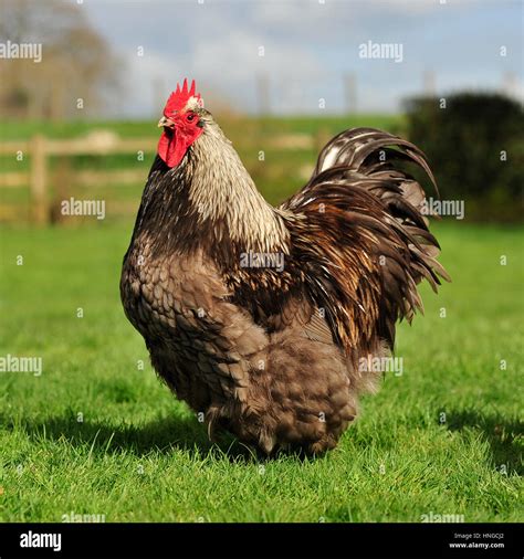 splash lavender orpington rooster Stock Photo: 133741498 - Alamy