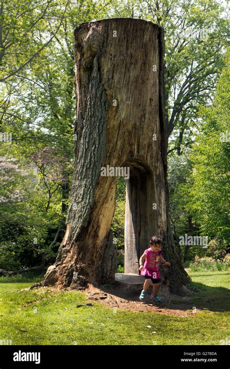 Hollowed out tree in Highland Park, Rochester NY USA Stock Photo - Alamy