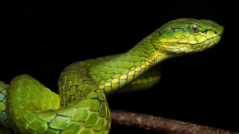 In Photos 5 Stunning Facts About Snakes From Western Ghats