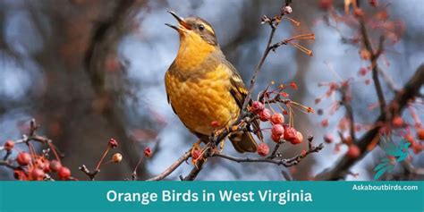 Orange Birds In West Virginia Free Photo Guide Ask About Birds