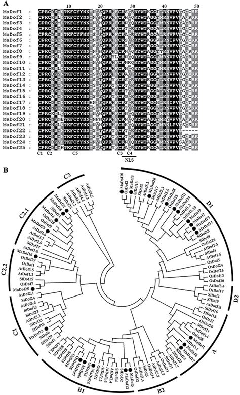 A Multiple Sequence Alignment Of The Conserved Dof Domain Of 25 MaDof