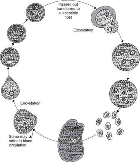 Entamoeba Histolytica Life Cycle