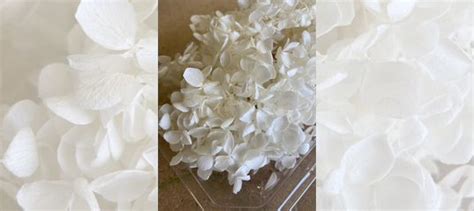 Гортензия купить в Новосибирске | Товары для дома и дачи | Авито