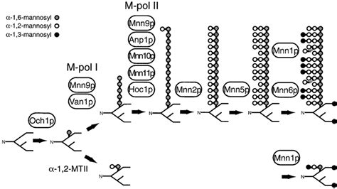 A Model For The Modification Of N Linked Glycans In The Golgi Of S