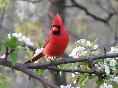 Common Backyard Birds Of The Northeast Owlcation