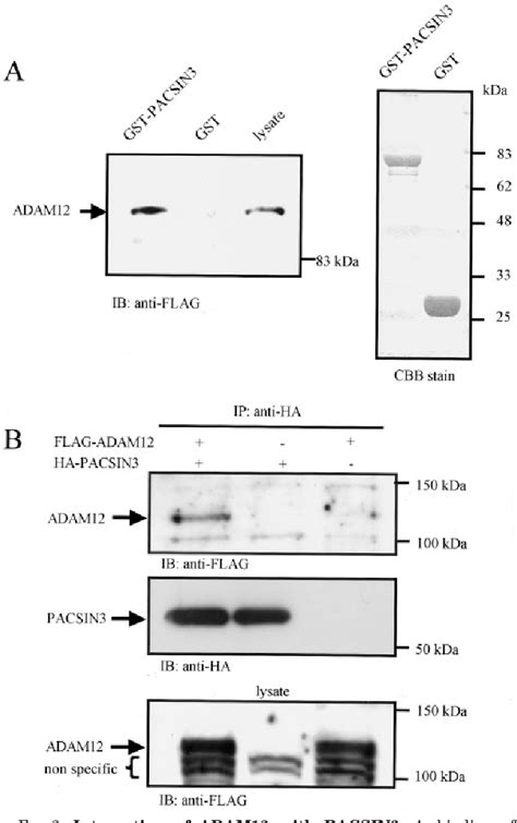 Figure 1 from PACSIN3 Binds ADAM12 Meltrin α and Up regulates