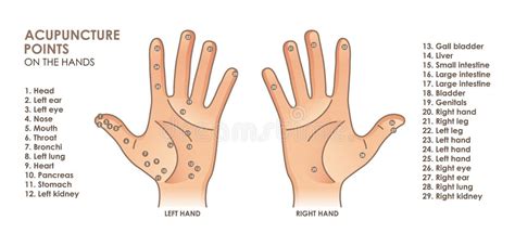 acupuncture points palm stock illustrations  acupuncture points