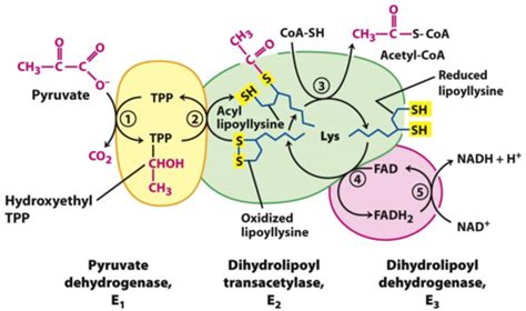 Pyruvate Dehydrogenase Complex Flashcards | Quizlet