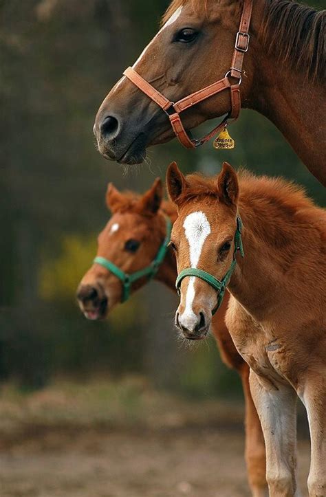 17 Best images about Horses Twin Foals on Pinterest | Too cute, So cute ...