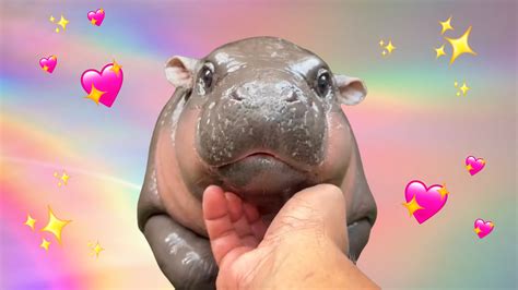 Viral Hippo Moo Deng Is Getting Her Own 24 Hour Livestream