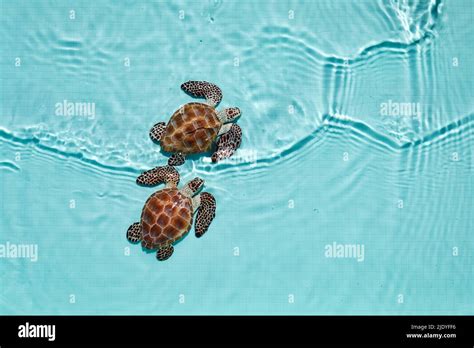 Cute Baby Sea Turtles In The Water