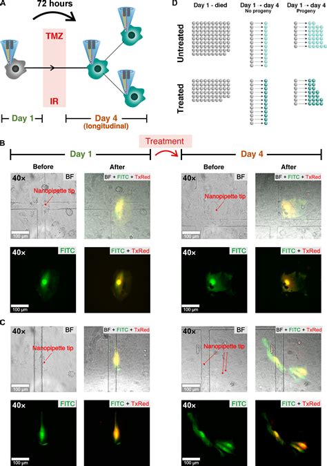 Single Cell Nanobiopsy Enables Multigenerational Longitudinal