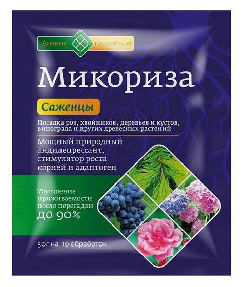 Что такое микориза: среда обитания, полезные свойства, плюсы и минусы ...