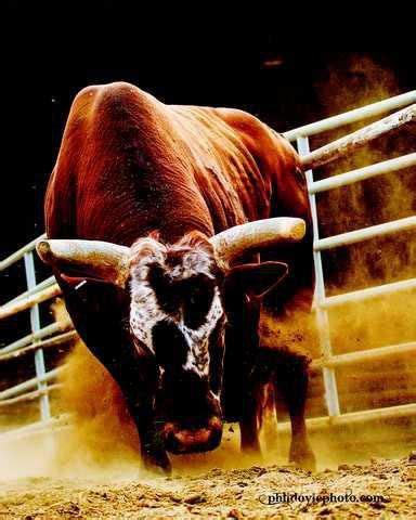 World Champion Bucking Bull - Testicle Festival Honors Bushwacker ...