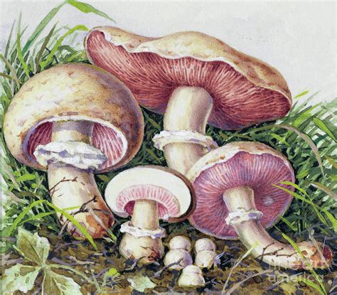 Study Of Fungus Painting By Josef Fleischmann Fine Art America