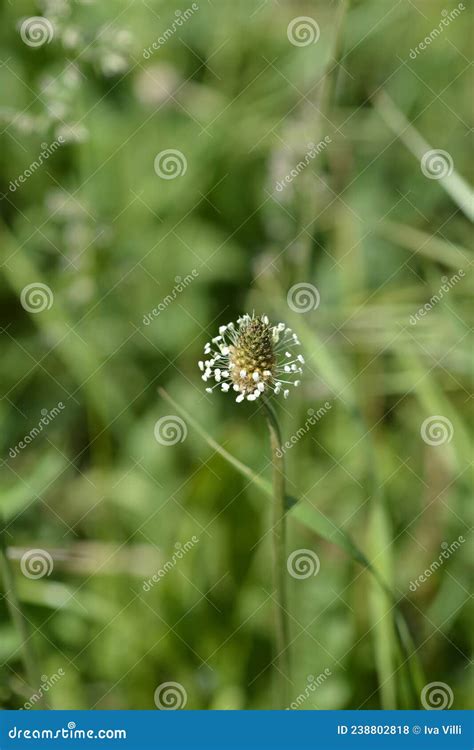 Ribwort Plantain stock photo. Image of lanceolata, tongue - 238802818