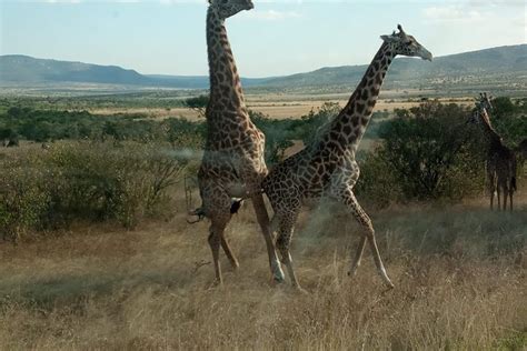 Nairobi National Park Half Day Game Drive Tripadvisor