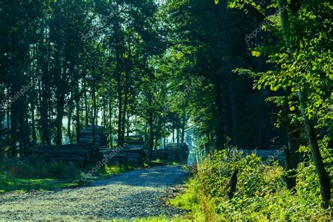 Bosque De Con Feras En El Que Los Rboles Secos Est N Infestados De