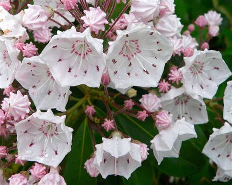 Kalmia Latifolia Wikipedia