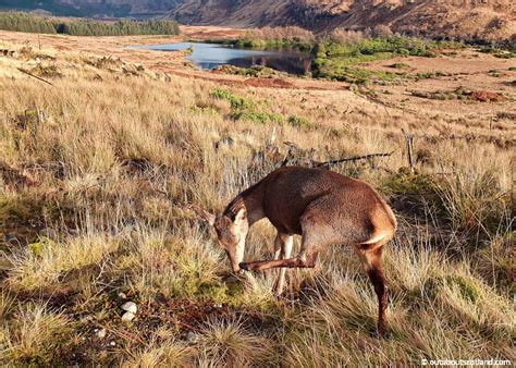 The Complete Guide to Visiting Glen Etive in The Highlands