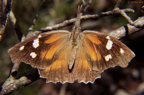 American Snout Butterfly - North American Insects & Spiders