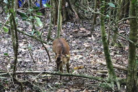 Akhirnya Rusa Timor Hasil Penangkaran Dilepasliarkan Ke Habitatnya