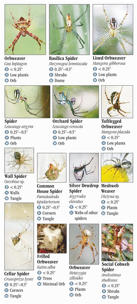 Spiders Of Florida Quick Reference Publishing Wholesale