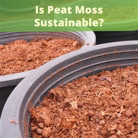 Is Peat Moss Sustainable Landzie