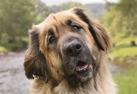 Leonberger Dog Giant