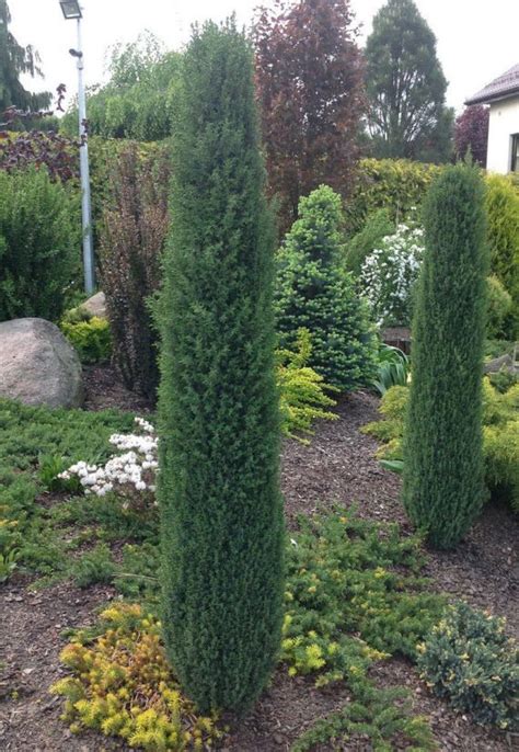 Можжевельник обыкновенный Арнольд Juniperus communis Arnold | Питомник ...