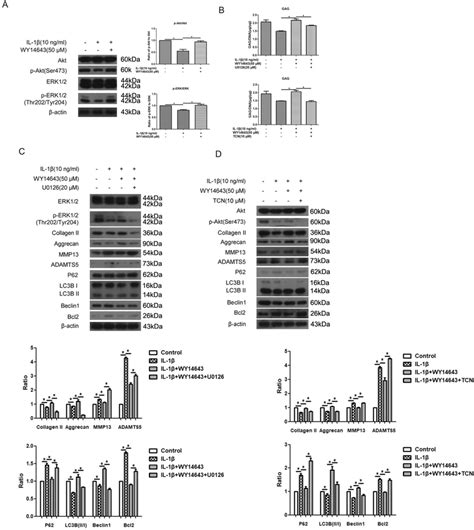 Expression Of P Erk And P Akt In Il Treated Human Oa Chondrocytes A