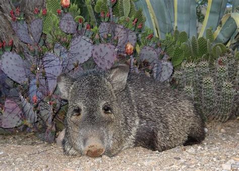 46 Photos That Prove Javelinas Are The Cuties Of The Desert Outdoors