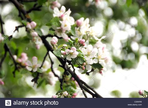 Apple Tree Flower High Resolution Stock Photography And Images Alamy