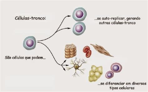 Células Tronco Tecido Conjuntivo Células Tronco