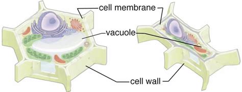 Hypertonic And Hypotonic Articulation Cellular Configurations Of Download Scientific Diagram