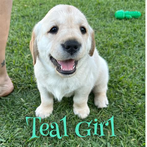 Labrador Retriever - Alisha - PetsForHomes