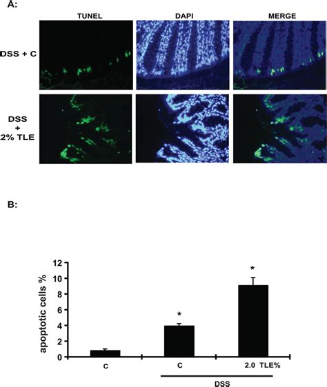 Increased apoptosis in TLE-fed, DSS-exposed mice. (A) Numbers of TUNEL ... 