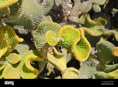 Polka Dot Cactus Opuntia Microdasys Stock Photo Alamy