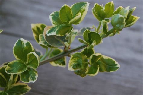 Бересклет японский - размножение, посадка и уход.