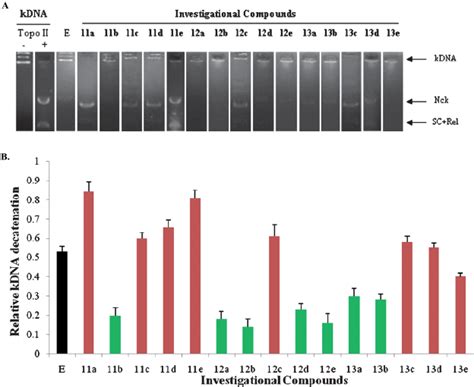 A E Ff Ect Of Test Compounds On Topo Ii A Mediated Kdna Decatenation