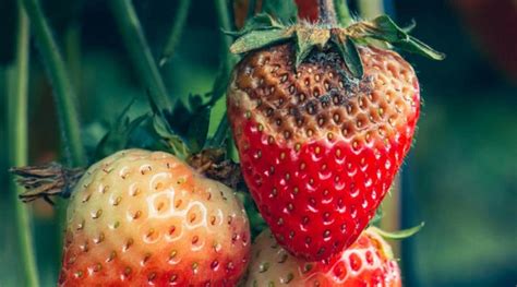 Strawberry Diseases How To Identify Prevent And Treat Them